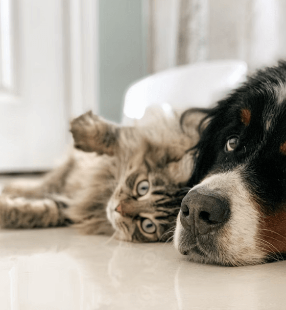 Dog with cat