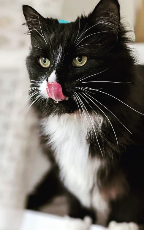 black cat showing tongue