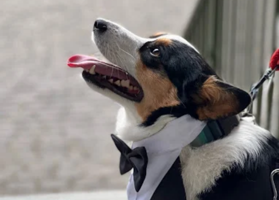 dog watching top side